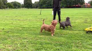 Merle Micro Exotic Bully Blue American Pocket Bully