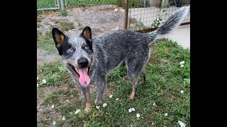 Blind and homeless, Duke found his second chance