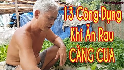 rau CÀNG CUA  và 13 công dụng của cây rau CÀNG CUA