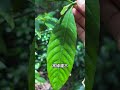 梔子到底有什麼用？記住這3點，整個夏天不生病、不上火！ #foodies #food  #plants #knowledge #plants #botany
