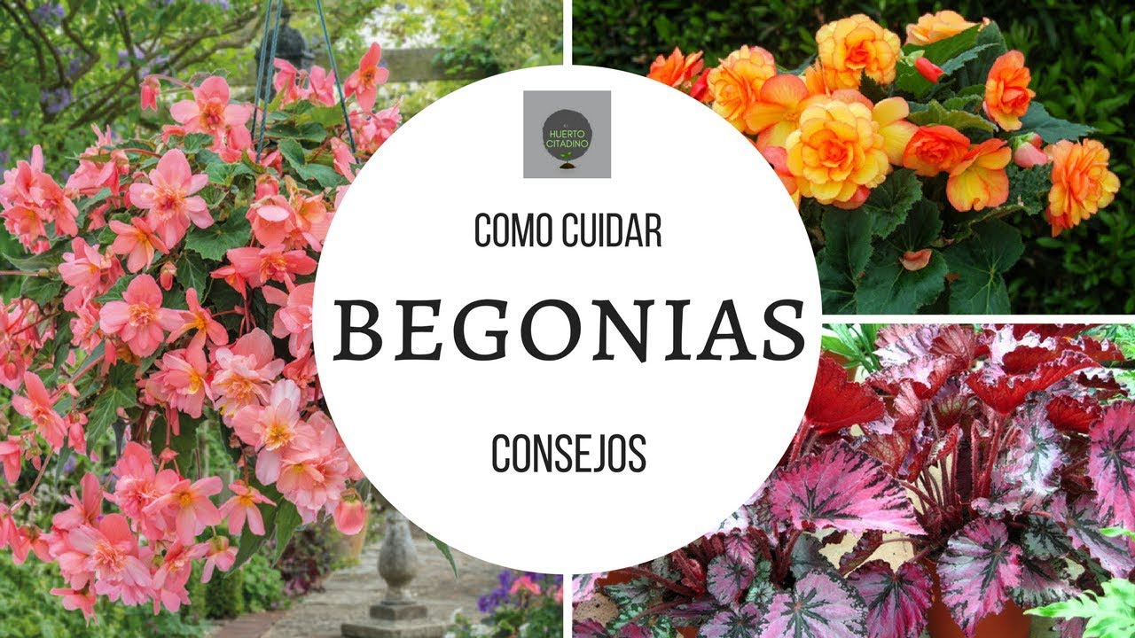 COMO CUIDAR BEGONIAS || TIPS DE UN CORRECTO CULTIVO - YouTube