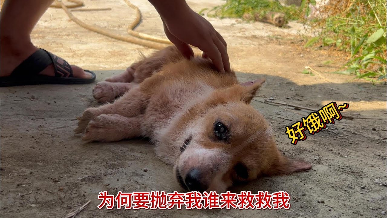 被主人抛弃的柯基，被折磨的骨瘦如柴，生无可恋的样子