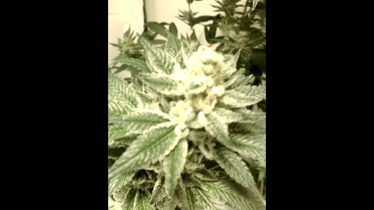 Pure Vida. L.A pure kush X Appalachia