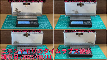 【Memorandum】 2025年08月11日 RPi-Cam-Web-Interfaceを用いたニホンヤモリのTimelapse観察