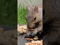 Squirrel I'm calling Pez having a chomping good time. #short #squirrel #squirrelseating