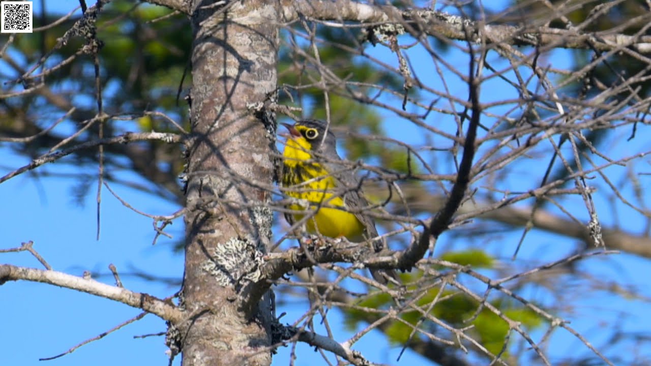 Canada Warbler sings in Settlement, NB YouTube