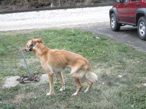 Dog Dislocated Hip Signs Goldenacresdogs Dog Dislocated Hip Signs