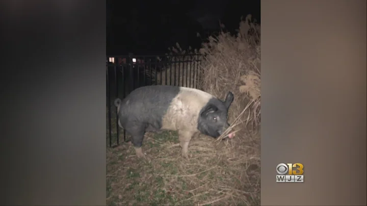 The Search Is On For Owner Of Large Pig Found Wandering In Anne Arundel Co.