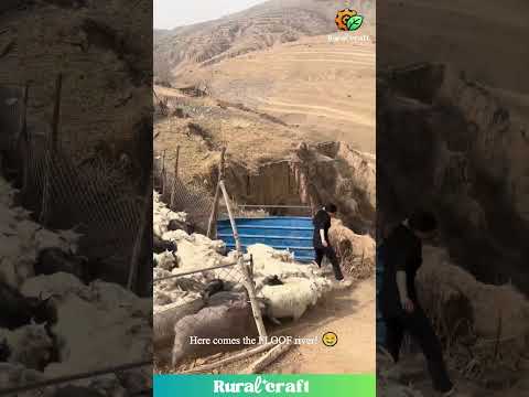 SHEEP STAMPEDE! Woman Risks ALL Near Dangerous Cliff?! WATCH THIS CHAOS NOW! #fail #omg #dangerous
