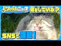 【マヌルネコ】イケメンネコの意外な姿 舌だして寝そべる