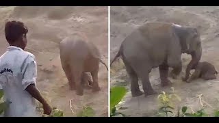 Elephant kills man in selfdefense| CCTV English