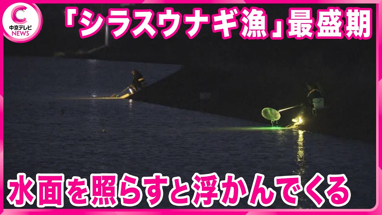 シラスウナギ漁】 最盛期 ライトで水面を照らすと浮かんでくる 岐阜