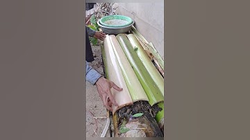dùng cây chuối để gieo hạt trồng cây#garden