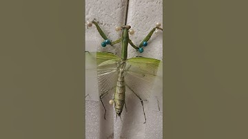 Preserve Praying Mantis #nature #animals #shorts
