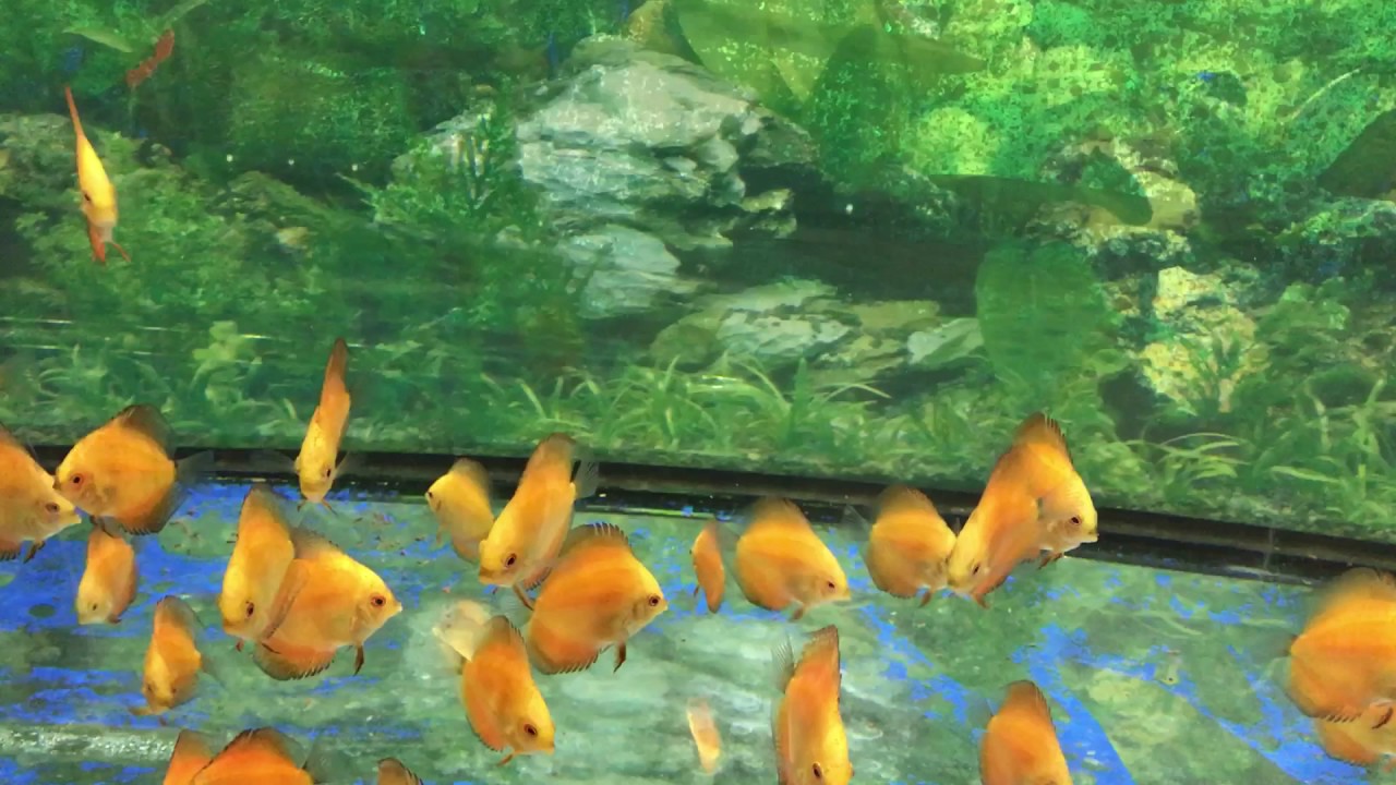 Diskus Energyfood Weissflog YouTube