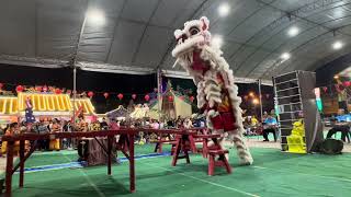 西澳中華會館龍獅圑 W.A Chung Wah Association Lion Dance - Traditional - Su-ngai Kolok, Thailand 2024