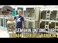 AWALNYA HANYA COBA-COBA  KINI SUKSES TERNAK PERKUTUT BANGKOK, BANJIR PESANAN SAMPAI  LUAR DAERAH