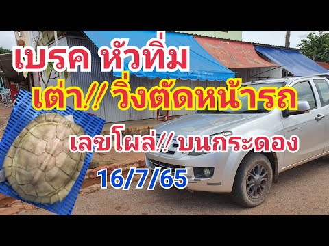 เบรค!! หัวทิ่ม เต่าวิ่งตัดหน้ารถ เลขโผล่!!บนกระดอง 16 ก.ค. นี้ ลุ้นกัน