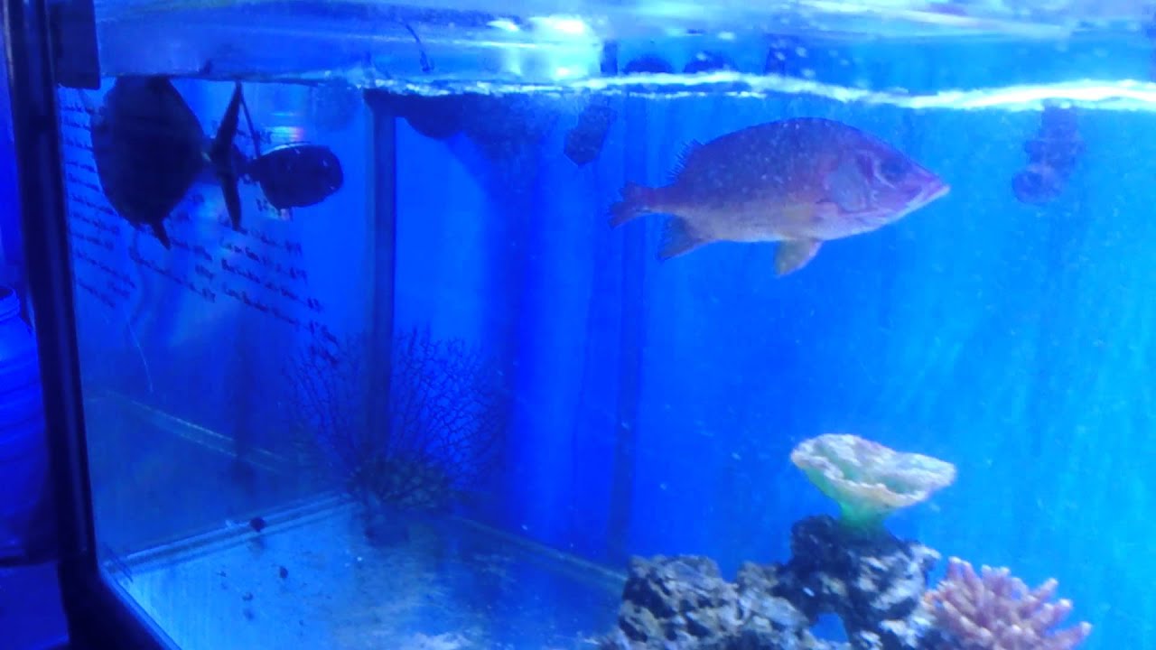 We have had some bad luck with some big fish! YouTube