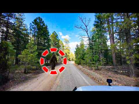 I Followed a Road Deep into Arizonas Remote Wilderness, but didnt Expect this