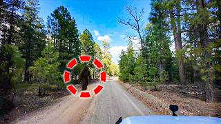 I Followed a Road Deep into Arizonas Remote Wilderness, but didnt Expect this