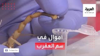 البحث عن الرزق في سموم العقارب