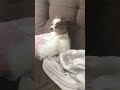 【犬】笛に合わせて、頑張って歌うパピヨン A dog trying to sing along with the whistle #Shorts