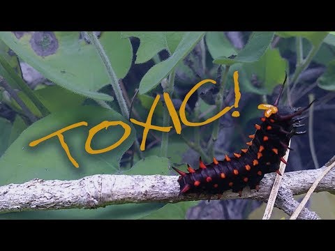 Βίντεο: Dutchman's Pipe Butterfly Info – Μάθετε για την τοξικότητα του Giant Dutchman's Pipe
