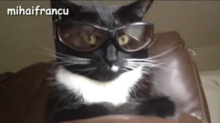 قطط مضحكة #2   قطة لابسة نظارات