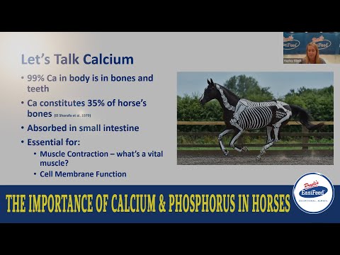 Why Calcium & Phosphorus Is Important For Horse&rsquo;s?