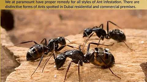 Cleaning Services In Dubai | Cockroach Control In Dubai | Best Pest Control In Dubai