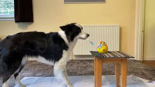 Dog trick: Paint an Easter egg