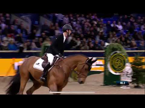 Approved stallion Saladin ‘S’ at 6yo stallion competition Mechelen