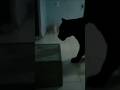 kucing hitam
