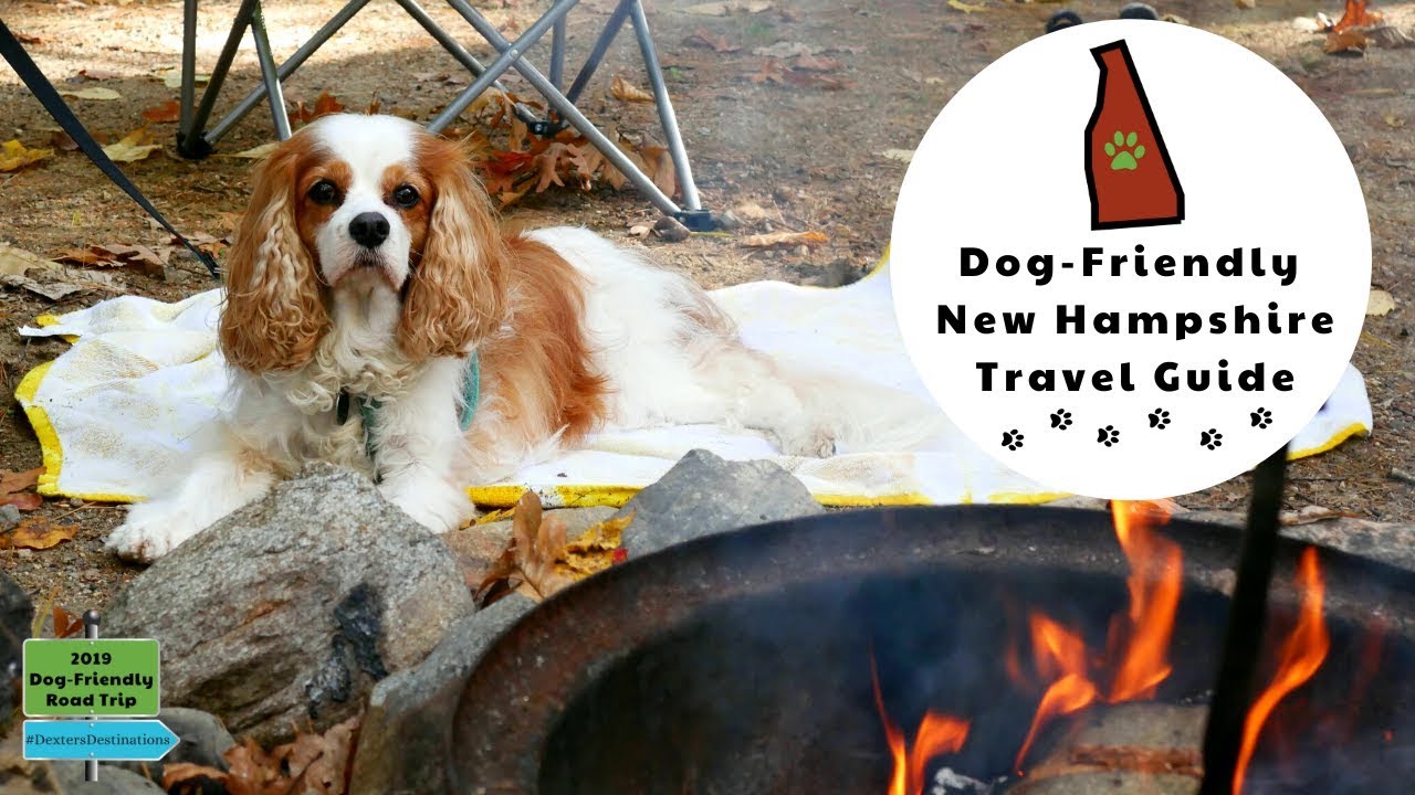 PetFriendly Cabins in NH Dexter The Dog's 2019 US Road Trip Vlog 23