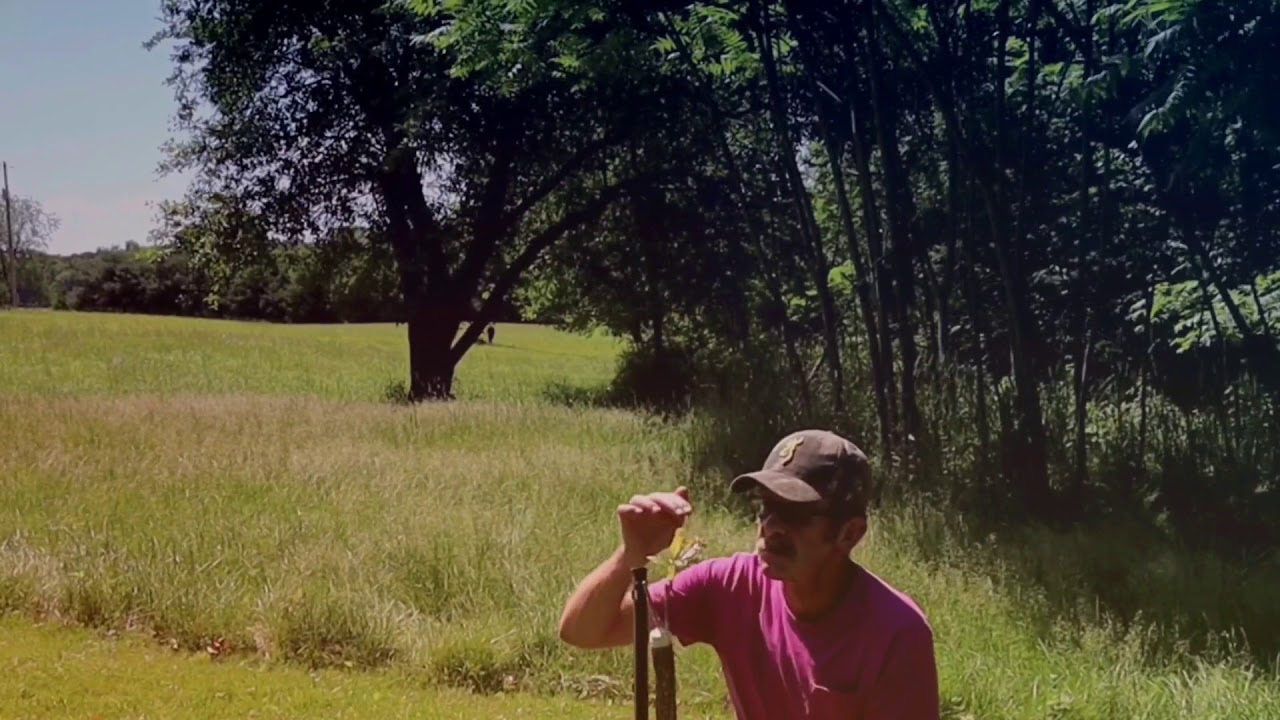 Hybrid white oak graft