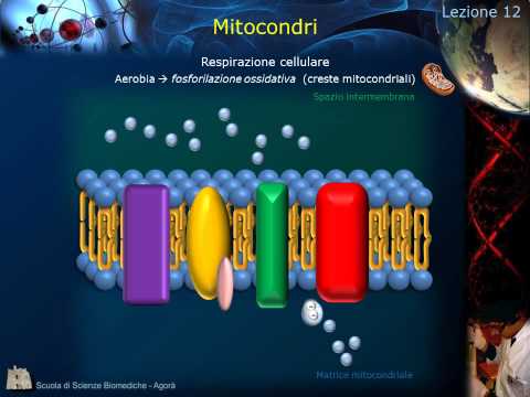 Video: Qual è il vantaggio della membrana interna piegata nei mitocondri?