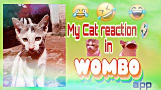 My Cat reaction in #WOMBO app 😎 || funny cat 🐈