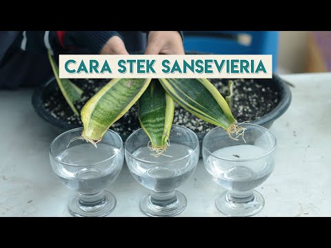 Video: Cara Menumbuhkan Sansevier