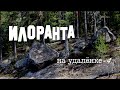 Илоранта на удалёнке часть 4