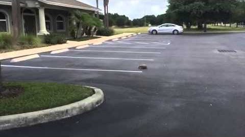 Gopher tortoise running