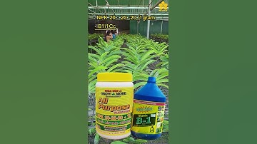 Chăm sóc lan ngọc điểm đang nụ / Hoa Lan 4U #shorts