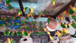 Lovebird ki phir shandar progress | ek Kamyab colony breeding | Hindi/Urdu