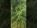 Acacia auriculiformis or Akasia telinga #acacia #akasia #acaciawood #acaciaauriculiformis