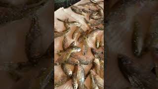 No tires las mojarras! #mojarras #carnada #pescador #pesca #pescar #pez #pescador #pescadores #peixe