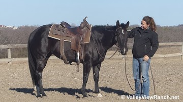 Caty Belle***For info, price, etc., go to our website*** ValleyViewRanch.net