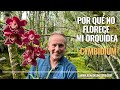 Por qué no florece mi orquídea Cymbidium