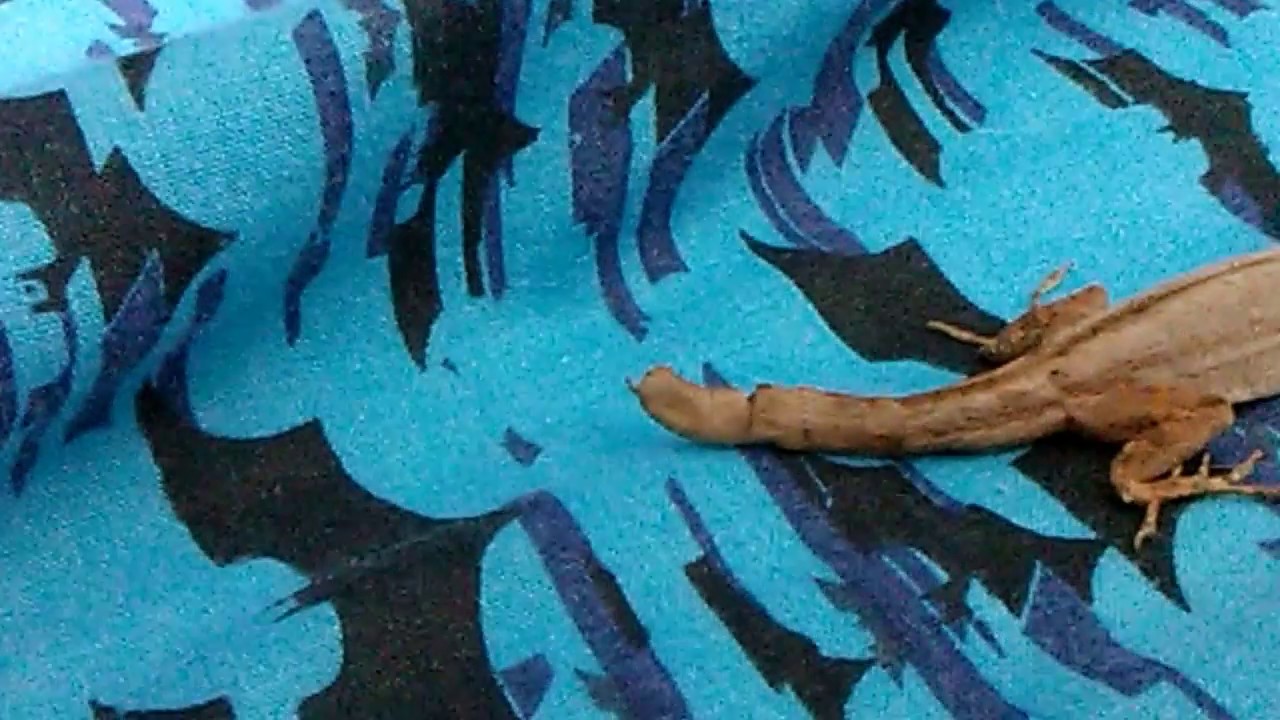 camera iphone 8 plus apk Knob-Tail the Anole