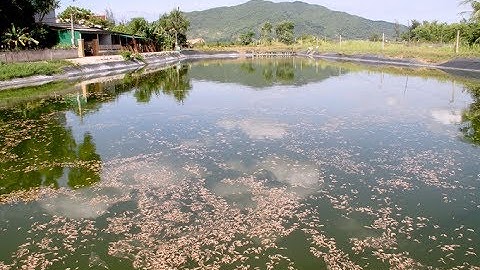 Hơn 300.000 con tôm chết nghi bị đầu độc