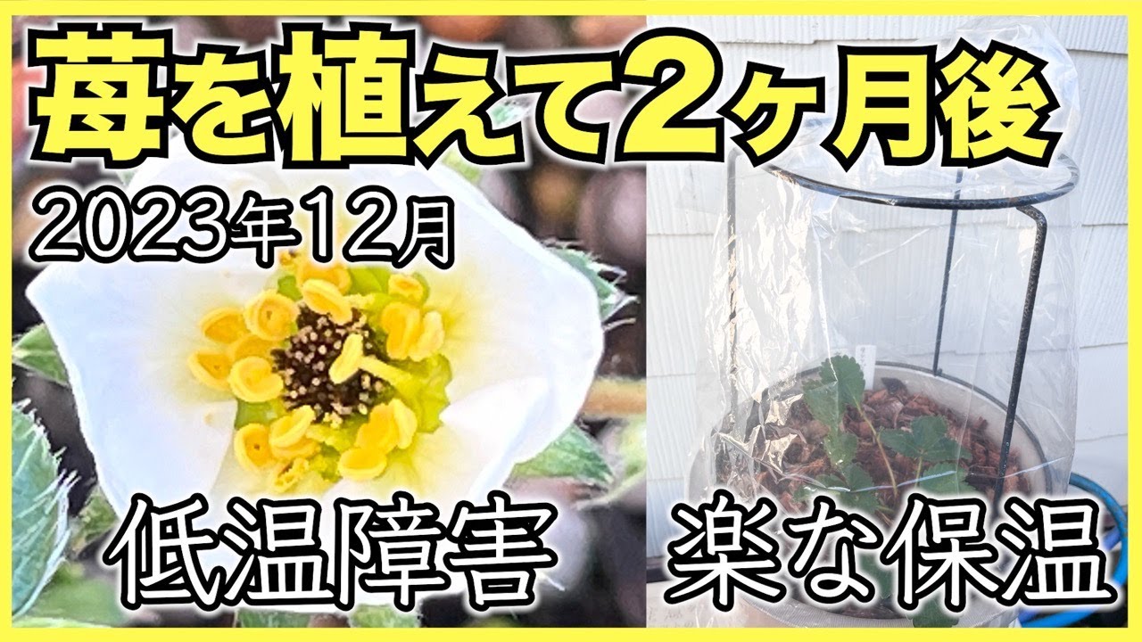 【家庭菜園のいちご2023年12月】植えてから二ヶ月後の良い苗と悪い苗と人工授粉と苗作り【長野県で低温障害】